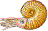 ammonite.gif